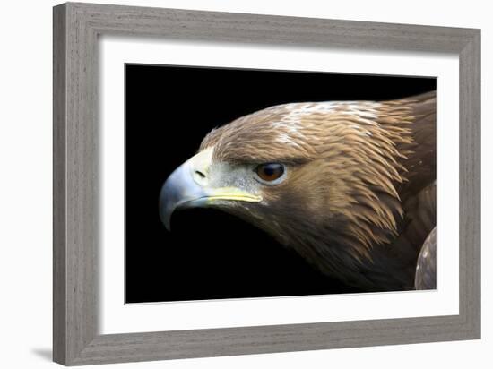 Golden Eagle-Linda Wright-Framed Photographic Print