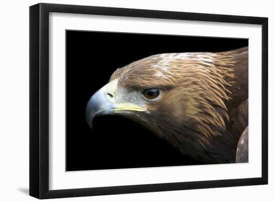 Golden Eagle-Linda Wright-Framed Photographic Print