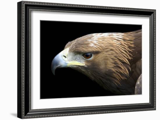 Golden Eagle-Linda Wright-Framed Photographic Print