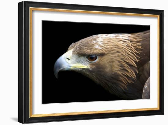 Golden Eagle-Linda Wright-Framed Photographic Print