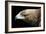 Golden Eagle-Linda Wright-Framed Photographic Print