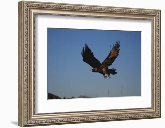 Golden Eagle-W. Perry Conway-Framed Photographic Print