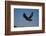 Golden Eagle-W. Perry Conway-Framed Photographic Print