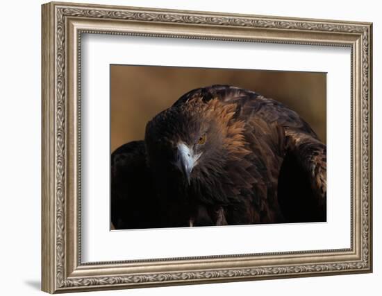 Golden Eagle-W. Perry Conway-Framed Photographic Print