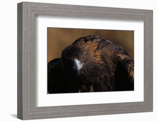 Golden Eagle-W. Perry Conway-Framed Photographic Print