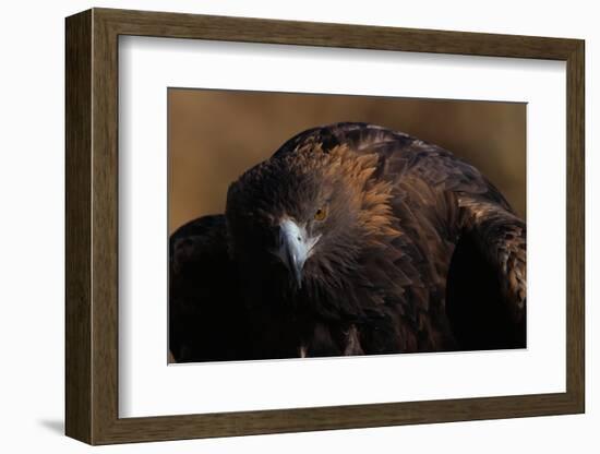 Golden Eagle-W. Perry Conway-Framed Photographic Print