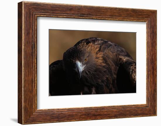 Golden Eagle-W. Perry Conway-Framed Photographic Print