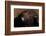 Golden Eagle-W. Perry Conway-Framed Photographic Print