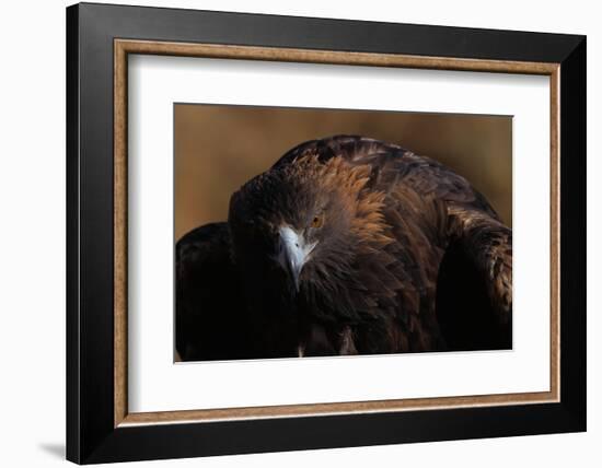 Golden Eagle-W. Perry Conway-Framed Photographic Print