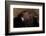 Golden Eagle-W. Perry Conway-Framed Photographic Print