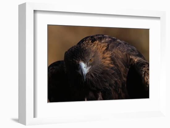 Golden Eagle-W. Perry Conway-Framed Photographic Print