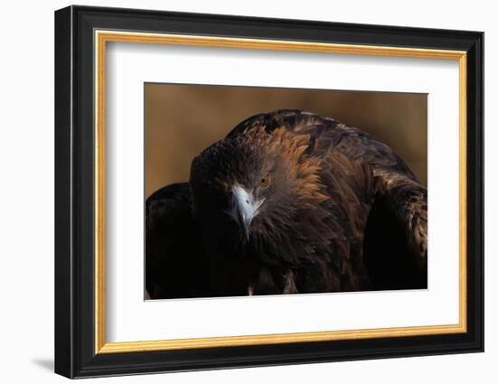 Golden Eagle-W. Perry Conway-Framed Photographic Print