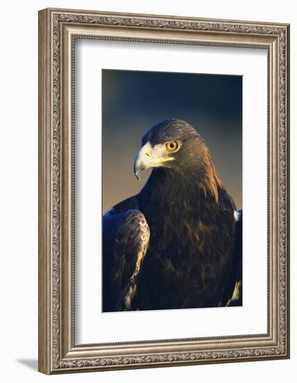 Golden Eagle-W^ Perry Conway-Framed Photographic Print