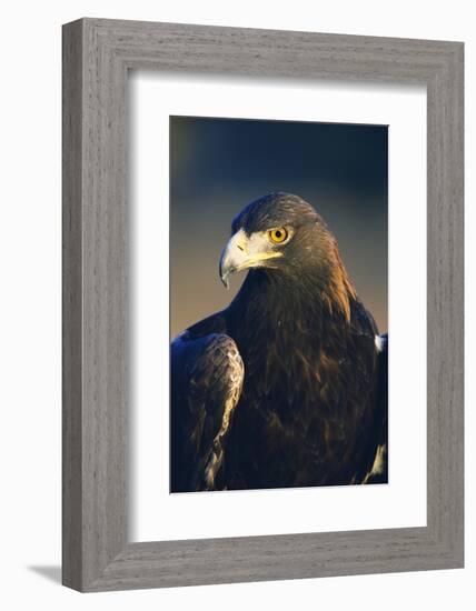 Golden Eagle-W^ Perry Conway-Framed Photographic Print