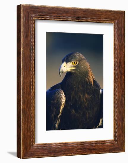 Golden Eagle-W^ Perry Conway-Framed Photographic Print