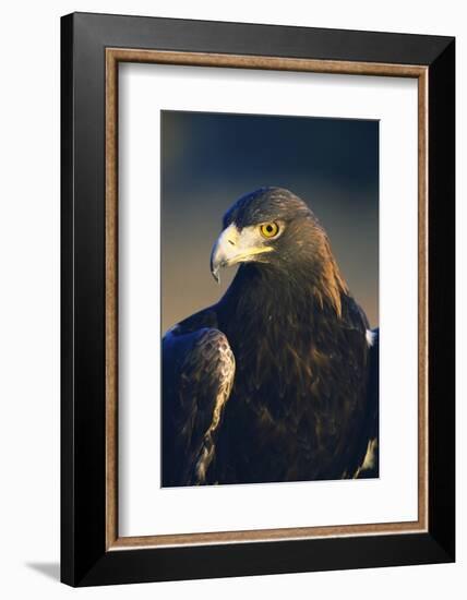 Golden Eagle-W^ Perry Conway-Framed Photographic Print