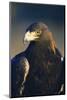 Golden Eagle-W^ Perry Conway-Mounted Photographic Print