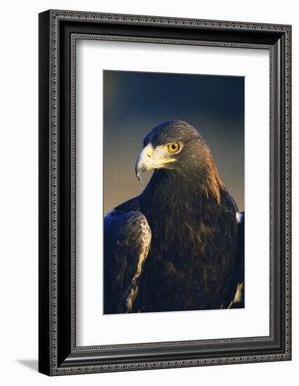 Golden Eagle-W^ Perry Conway-Framed Photographic Print