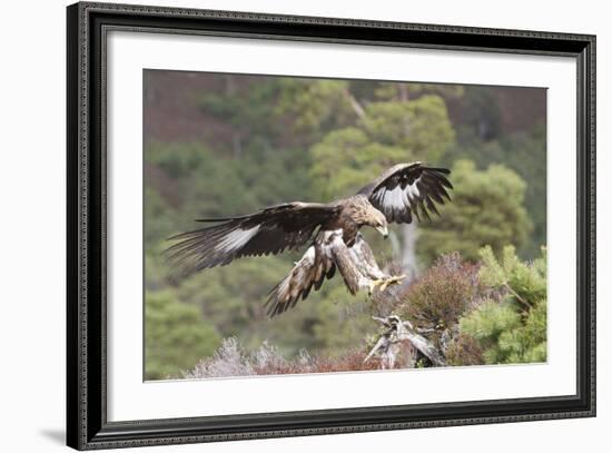 Golden Eagle-null-Framed Photographic Print