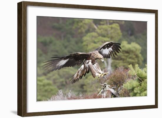 Golden Eagle-null-Framed Photographic Print