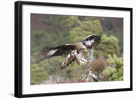 Golden Eagle-null-Framed Photographic Print