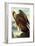 Golden Eagle-John James Audubon-Framed Art Print