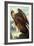 Golden Eagle-John James Audubon-Framed Art Print