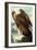 Golden Eagle-John James Audubon-Framed Art Print