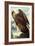 Golden Eagle-John James Audubon-Framed Art Print