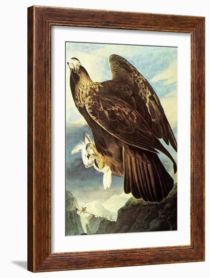 Golden Eagle-John James Audubon-Framed Art Print