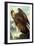 Golden Eagle-John James Audubon-Framed Art Print