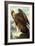 Golden Eagle-John James Audubon-Framed Art Print