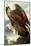 Golden Eagle-John James Audubon-Mounted Art Print