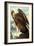 Golden Eagle-John James Audubon-Framed Art Print