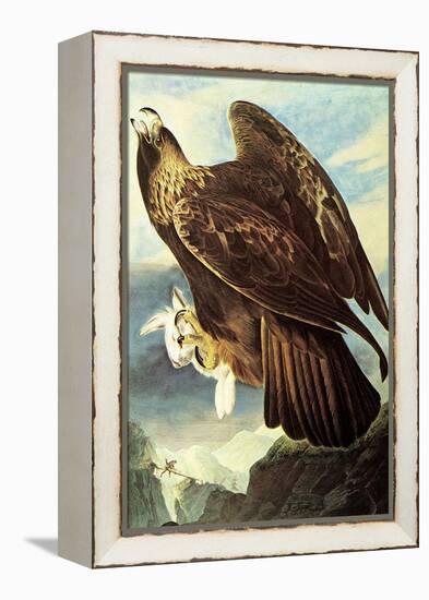 Golden Eagle-John James Audubon-Framed Stretched Canvas