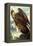 Golden Eagle-John James Audubon-Framed Stretched Canvas