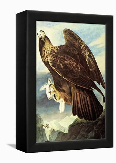 Golden Eagle-John James Audubon-Framed Stretched Canvas