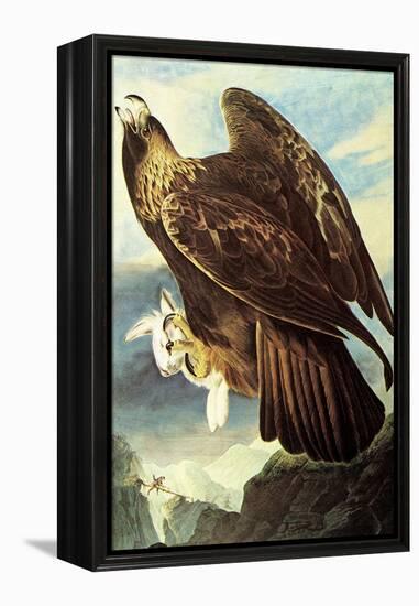 Golden Eagle-John James Audubon-Framed Stretched Canvas