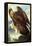 Golden Eagle-John James Audubon-Framed Stretched Canvas