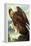 Golden Eagle-John James Audubon-Framed Stretched Canvas