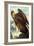 Golden Eagle-John James Audubon-Framed Premium Giclee Print