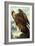 Golden Eagle-John James Audubon-Framed Premium Giclee Print