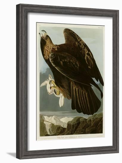 Golden Eagle--Framed Giclee Print