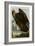 Golden Eagle-null-Framed Giclee Print