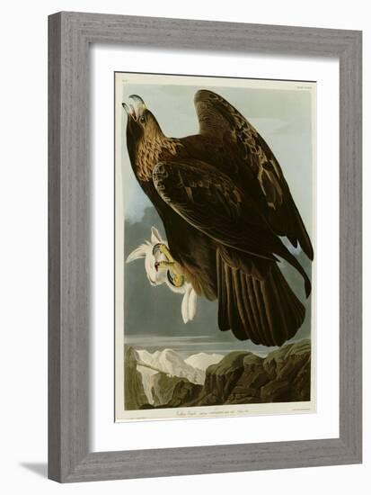 Golden Eagle-null-Framed Giclee Print