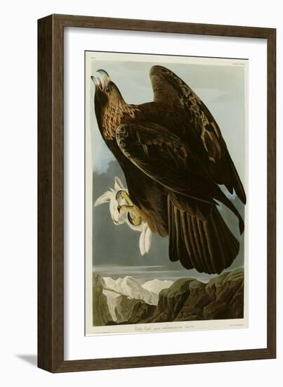 Golden Eagle-null-Framed Giclee Print