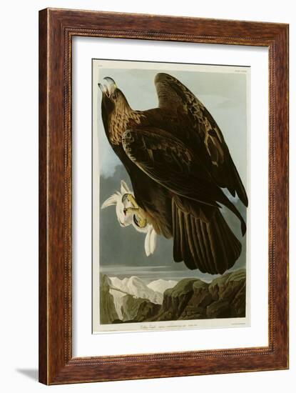 Golden Eagle-null-Framed Giclee Print