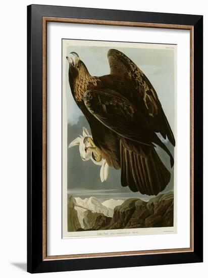 Golden Eagle-null-Framed Giclee Print