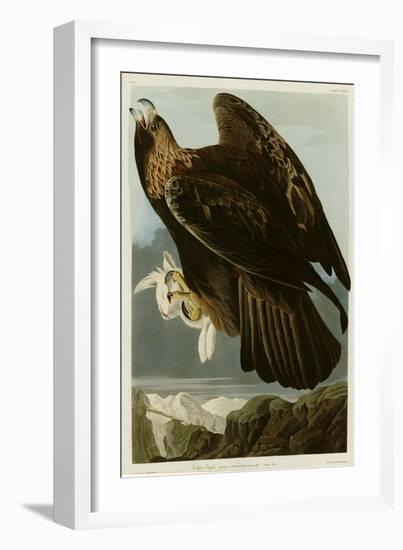 Golden Eagle-null-Framed Giclee Print