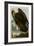 Golden Eagle-null-Framed Giclee Print